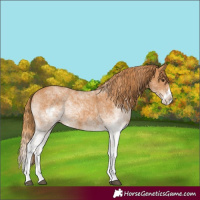 Horse Color:White Spotted Chestnut Splash 