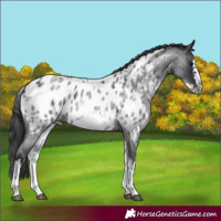 Horse Color:White Spotted Blue Roan Splash Frame Appaloosa