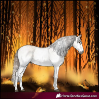 Horse Color:Gray White Spotted Red Dun 