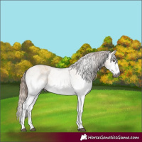 Horse Color:Gray White Spotted Red Dun 