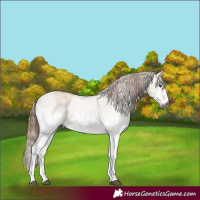 Horse Color:Gray White Spotted Red Dun 
