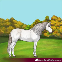 Horse Color:Gray White Spotted Red Dun