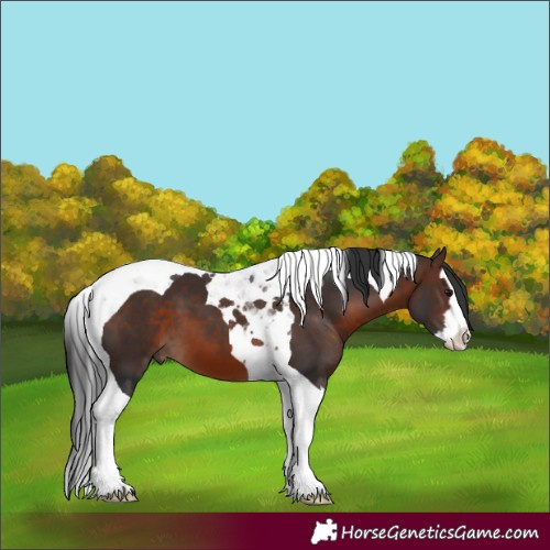 Horse Color:Brown Splash Tobiano 