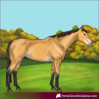 Horse Color:Buckskin 