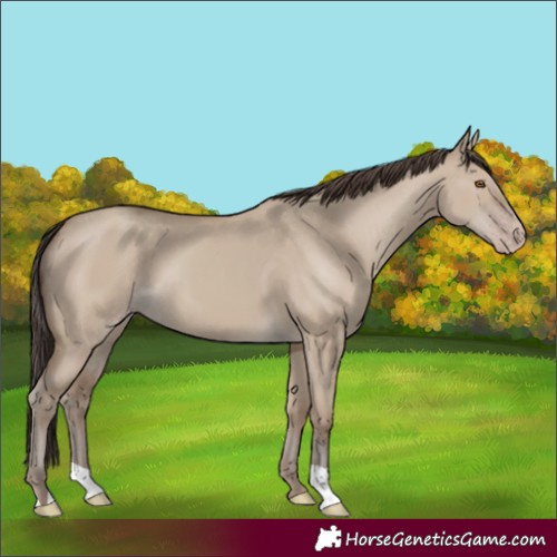 Horse Color:Classic Champagne Dun 