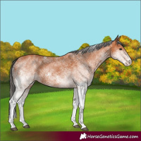Horse Color:White Spotted Bay