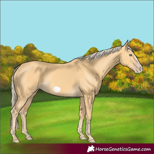 Horse Color:Gold Cream Champagne Frame 