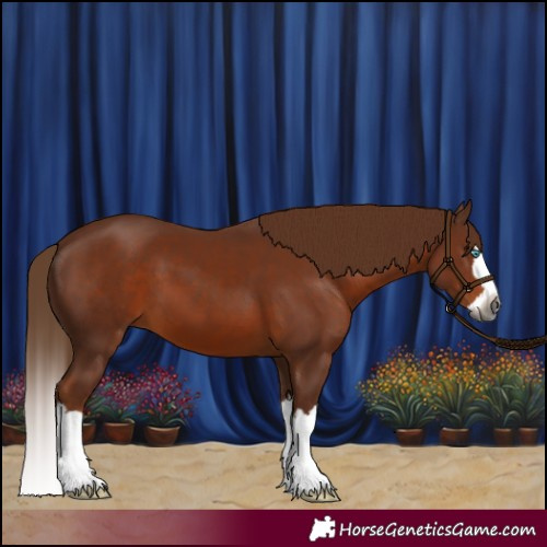 Horse Color:Gray Chestnut Splash 