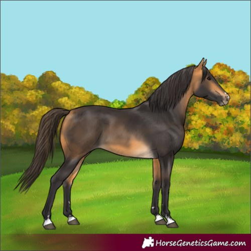 Horse Color:Buckskin 