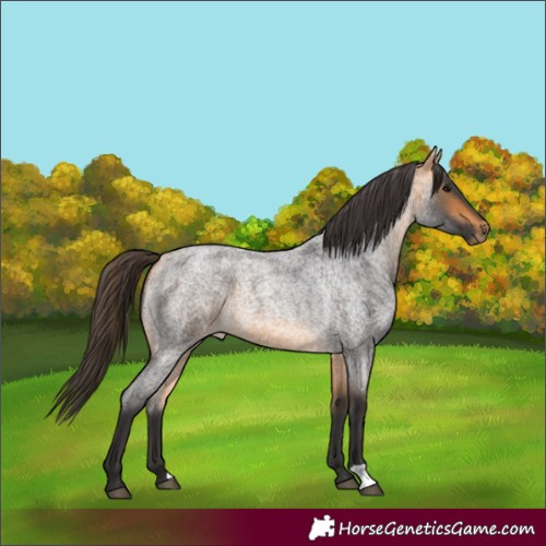 Horse Color:Buckskin Roan 