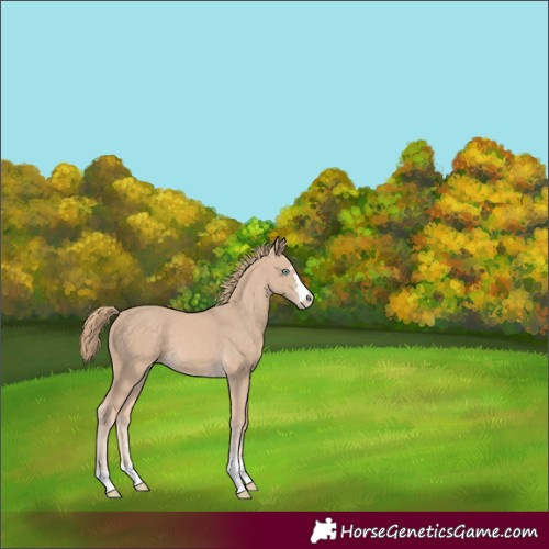 Horse Color:Perlino 