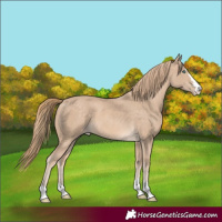 Horse Color:Perlino
