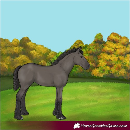 Horse Color:Unknown 