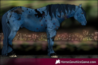 Horse Color:ERROR: UNKNOWN ANOMALY