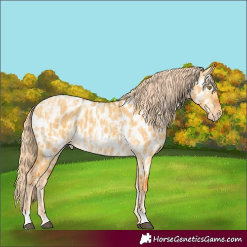 Horse Color:Palomino Dun Appaloosa  and Gray Palomino Dun Appaloosa 