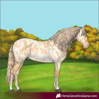 Horse Color:Palomino Dun Appaloosa  and Gray Palomino Dun Appaloosa 