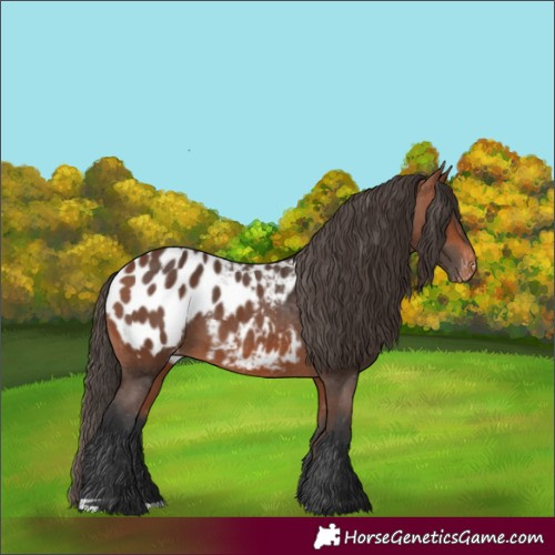 Horse Color:Bay Appaloosa