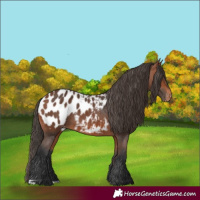 Horse Color:Bay Appaloosa