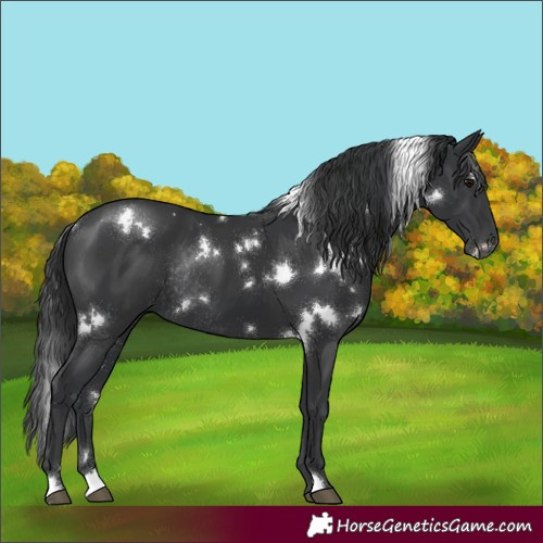 Horse Color:White Spotted Black Rabicano