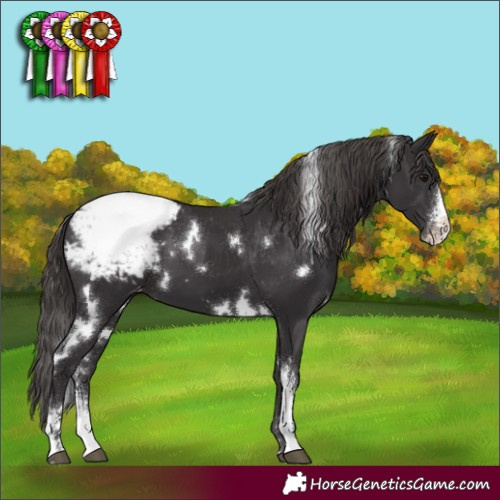 Horse Color:White Spotted Smoky Black Sabino Appaloosa 