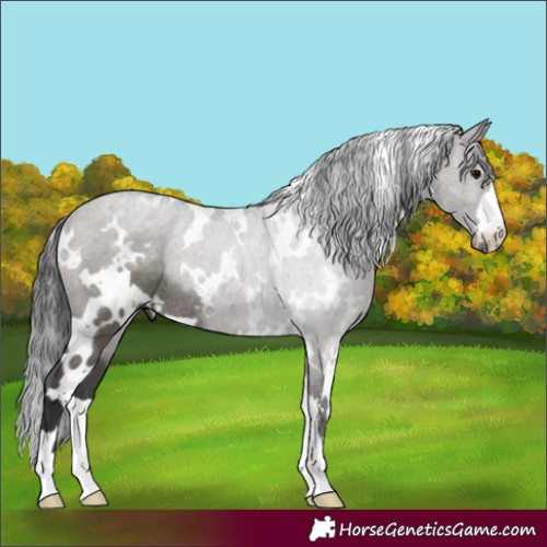 Horse Color:White Spotted Grullo Rabicano