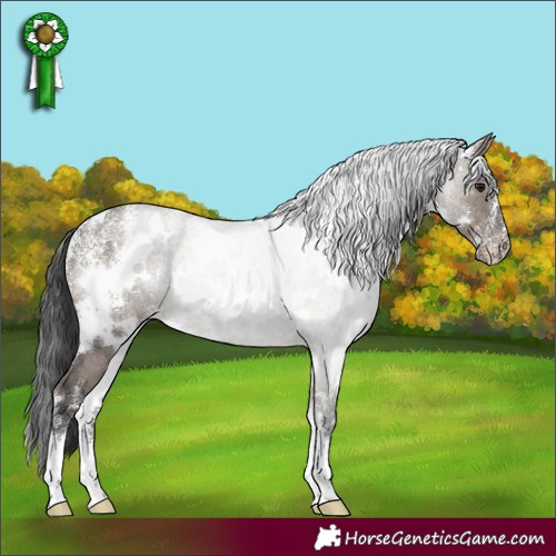 Horse Color:Powder White White Spotted Grullo Rabicano 