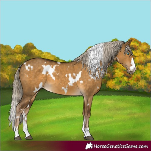 Horse Color:White Spotted Chocolate Palomino Dun 