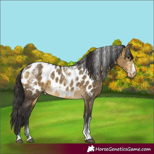 Horse Color:Powder White Buckskin Dun Appaloosa Rabicano 