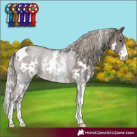 Horse Color:White Spotted Silver Black Sabino 