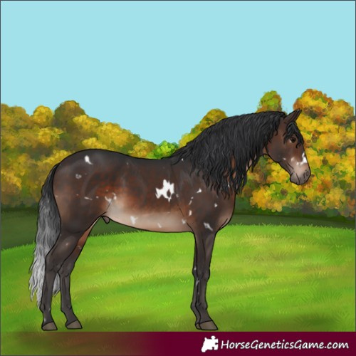 Horse Color:White Spotted Brown Rabicano 