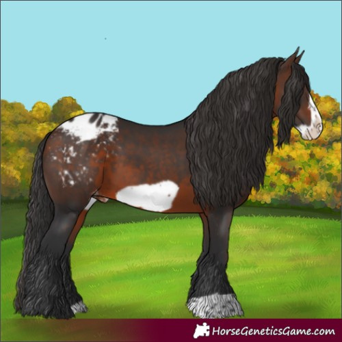 Horse Color:Brown Frame Appaloosa 