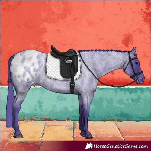 Horse Color:Watercolor Blue Roan Blanket 
