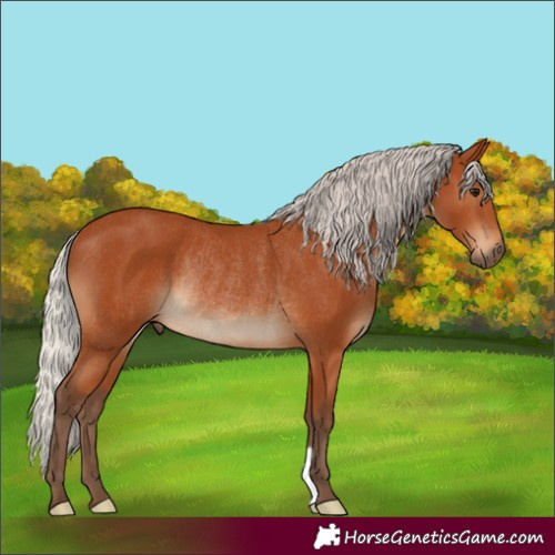 Horse Color:Silver Bay Rabicano