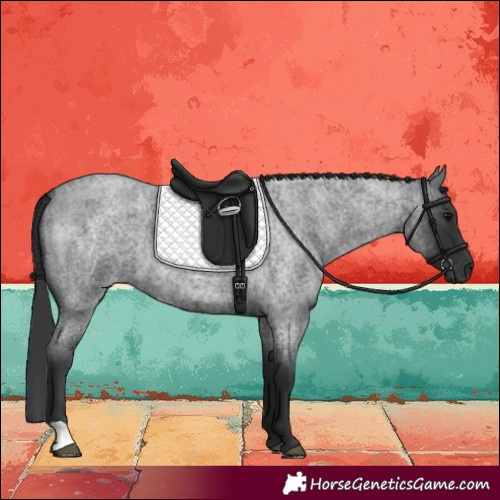 Horse Color:Blue Roan 