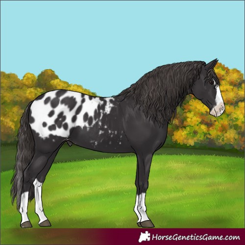 Horse Color:Smoky Black Splash Appaloosa 