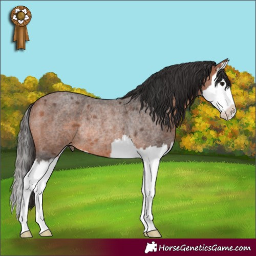 Horse Color:Bay Roan Splash Rabicano 