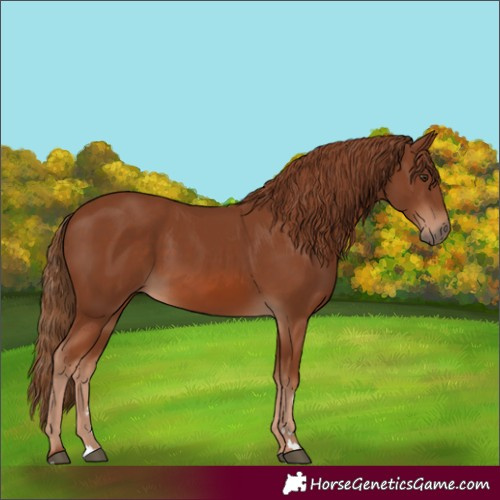 Horse Color:Chestnut 