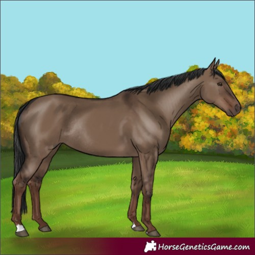 Horse Color:Liver Red Dun Rabicano