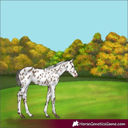 Horse Color:Liver Red Dun Appaloosa Rabicano 