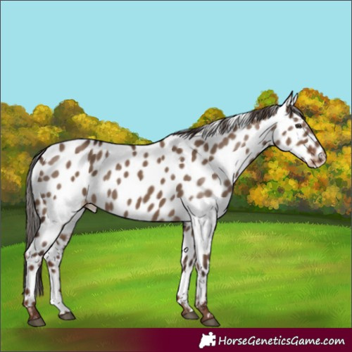 Horse Color:Liver Red Dun Near Leopard Rabicano 