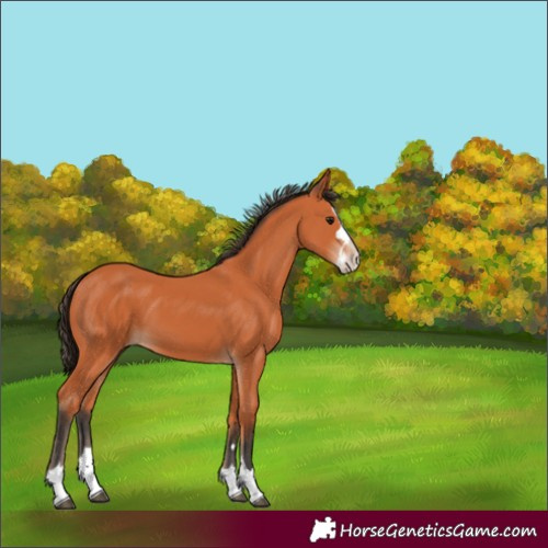 Horse Color:Bay Splash 