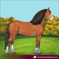 Horse Color:Bay Splash 
