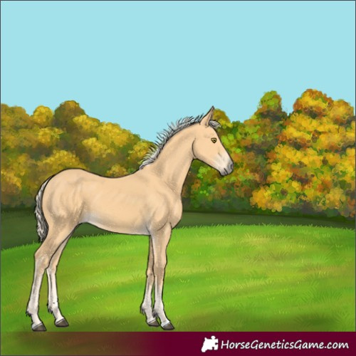 Horse Color:Palomino 