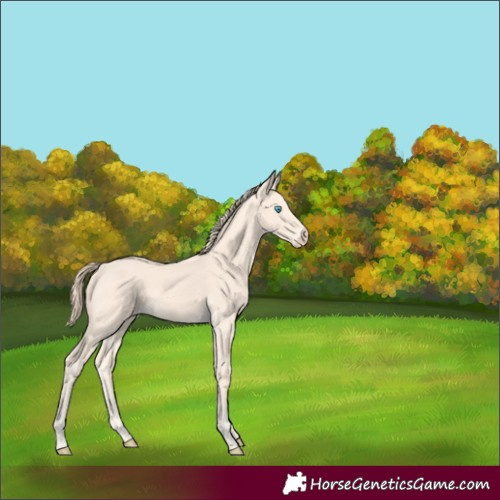 Horse Color:Perlino 