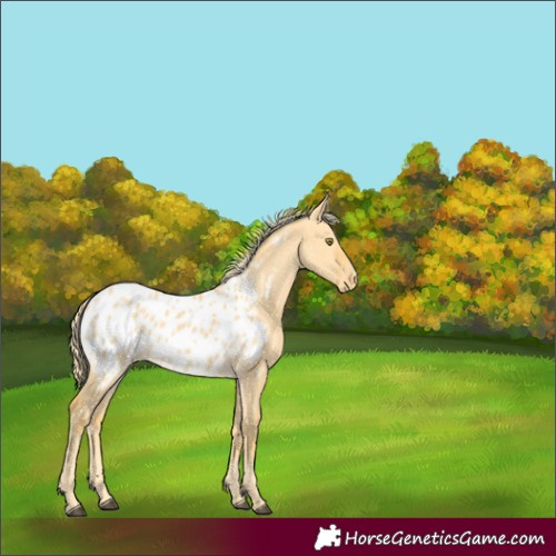 Horse Color:Palomino Dun Appaloosa Rabicano 
