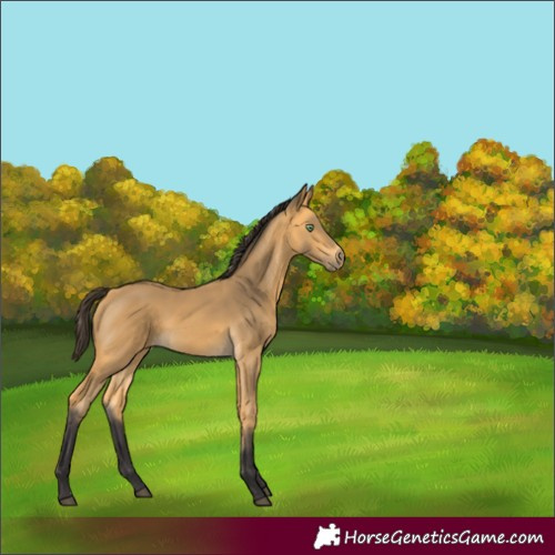 Horse Color:Buckskin 