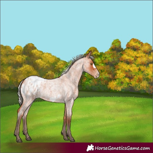 Horse Color:Silver Bay Roan Frame Appaloosa 