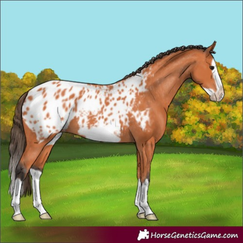 Horse Color:Bay Splash Frame Appaloosa