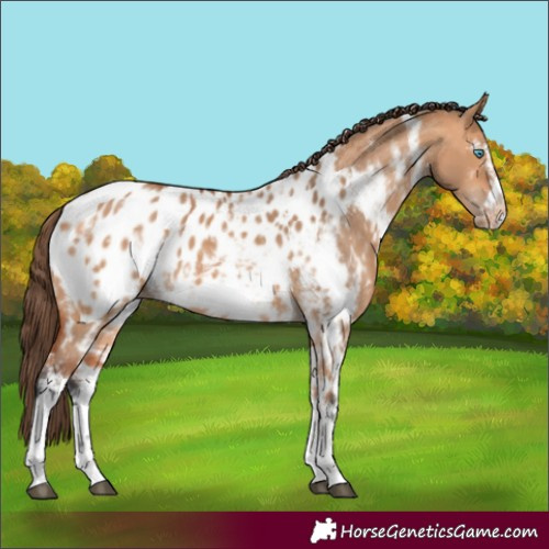 Horse Color:Bay Dun Sabino Frame Appaloosa Rabicano
