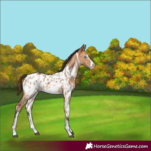 Horse Color:Bay Dun Sabino Frame Appaloosa Rabicano 